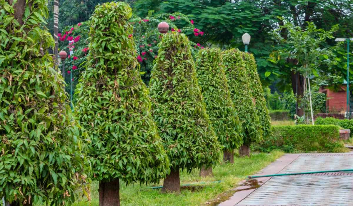 Chambal Garden