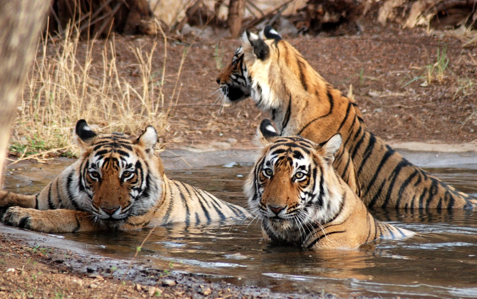 Kota Zoological Park